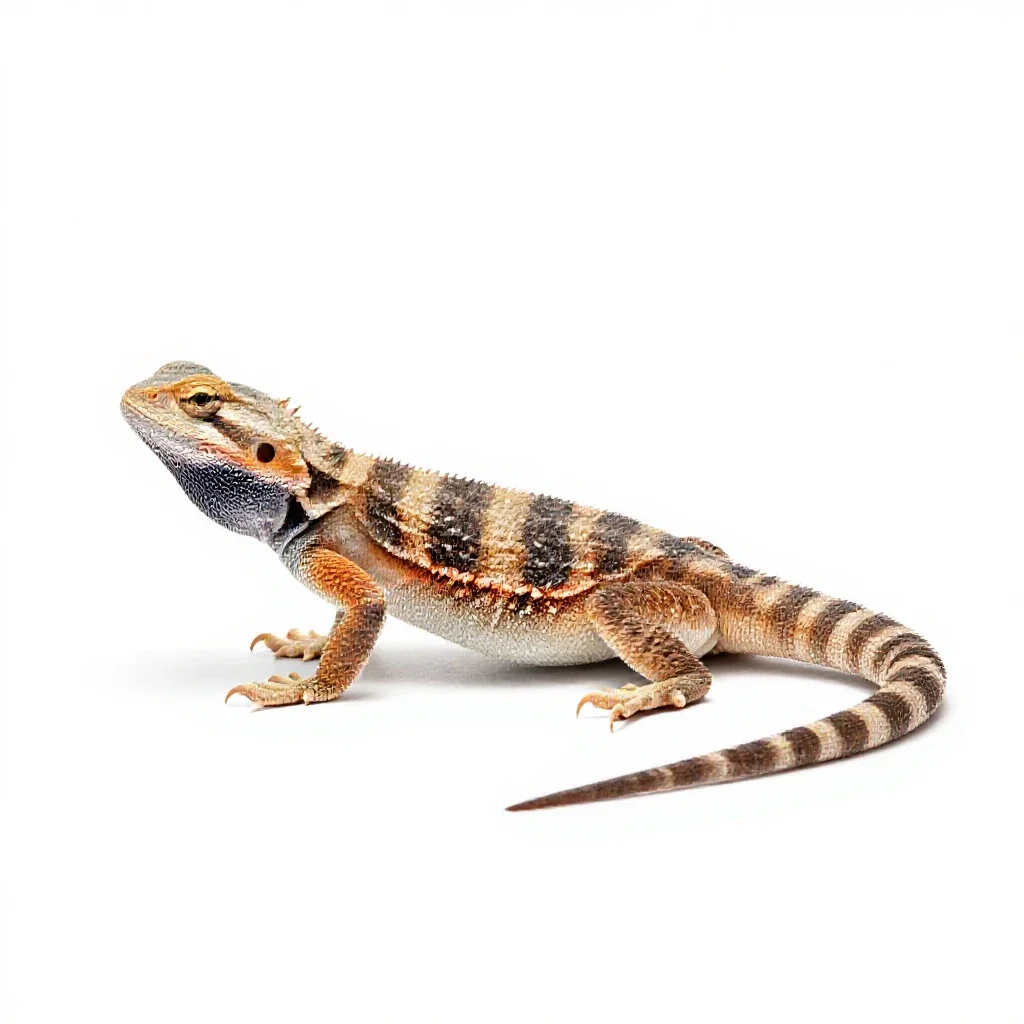 Desert iguana isolated on a white background