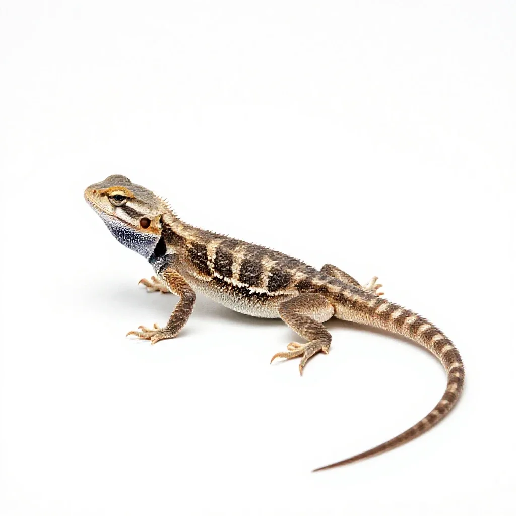 Fringe-toed lizard isolated on a white background