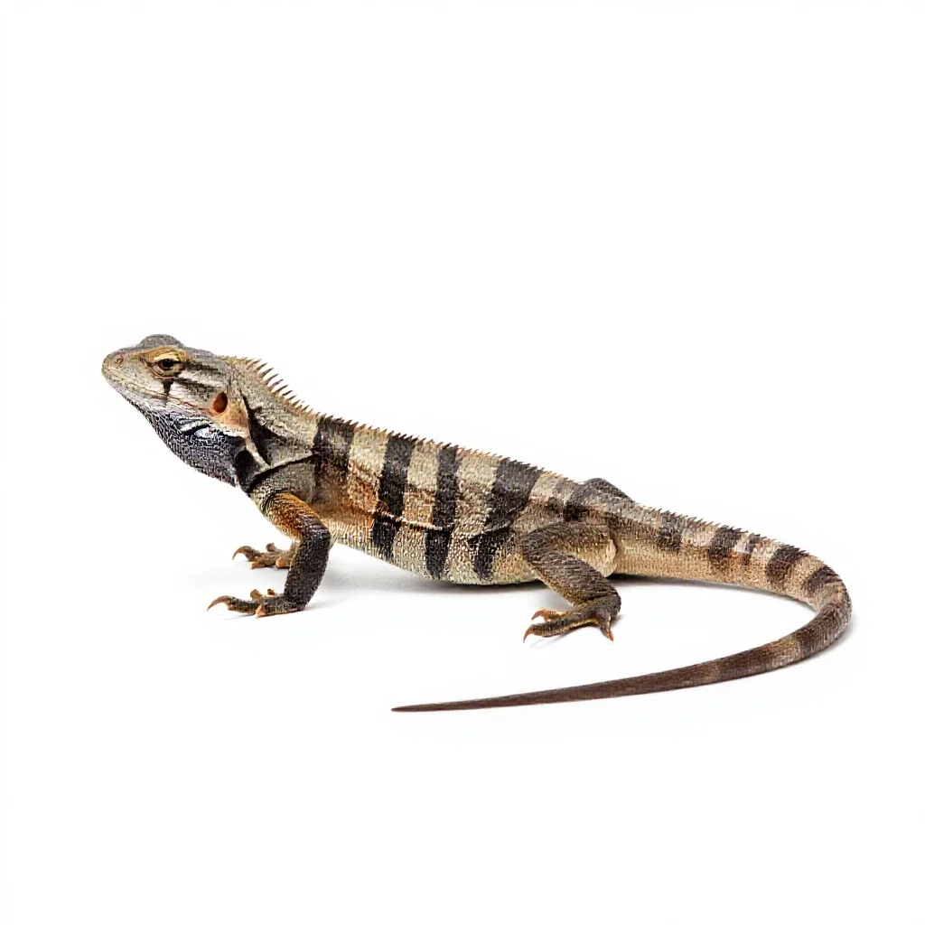 Lacertid lizard isolated on a white background
