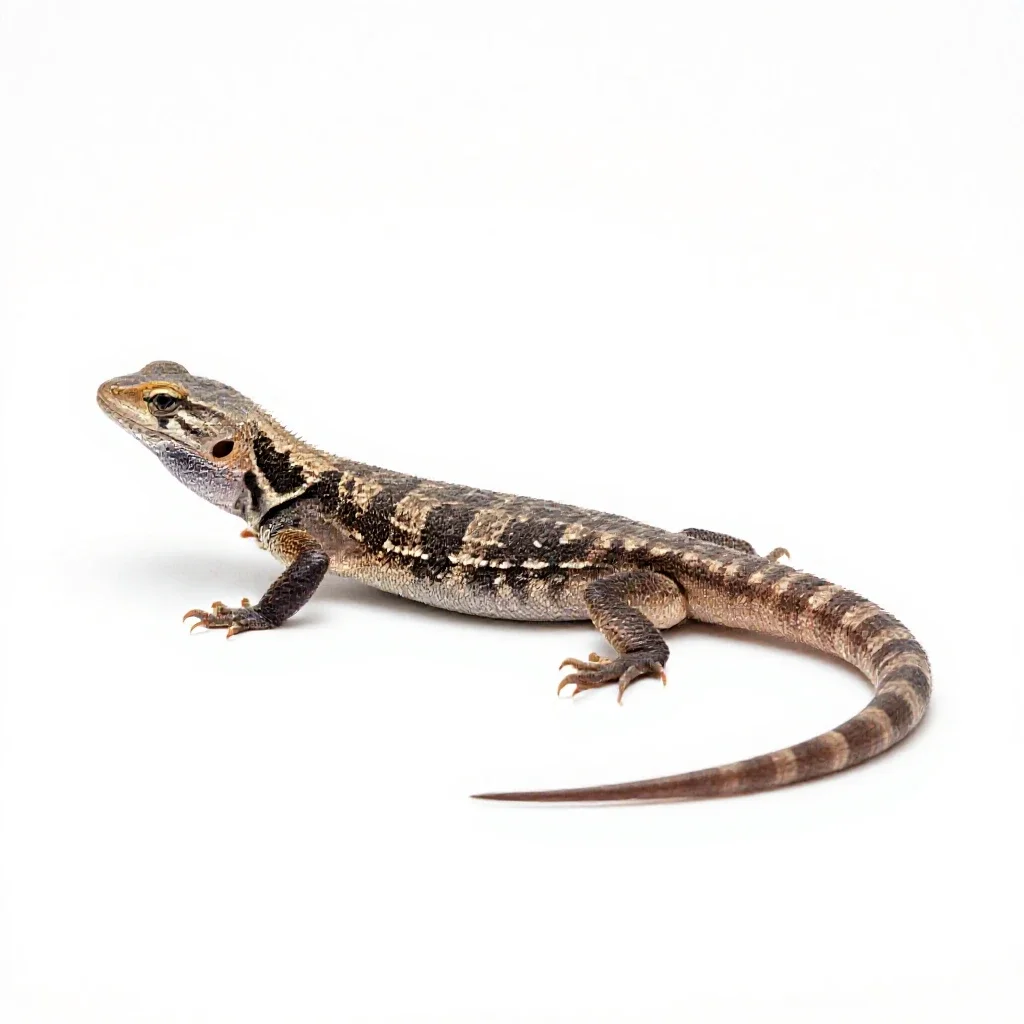 Legless lizard isolated on a white background