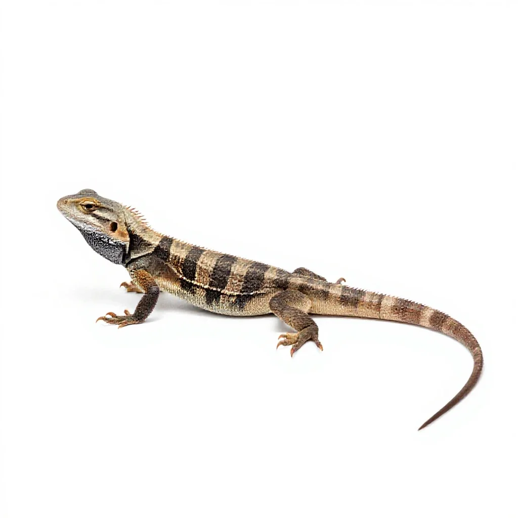 Lizard isolated on a white background