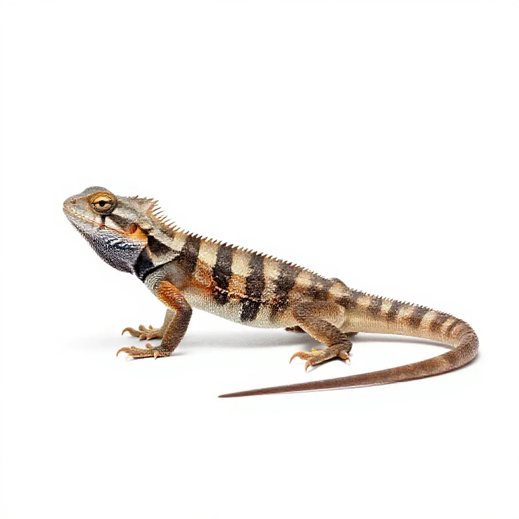 Moloch isolated on a white background