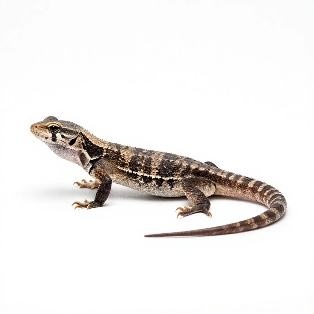 Night lizard isolated on a white background