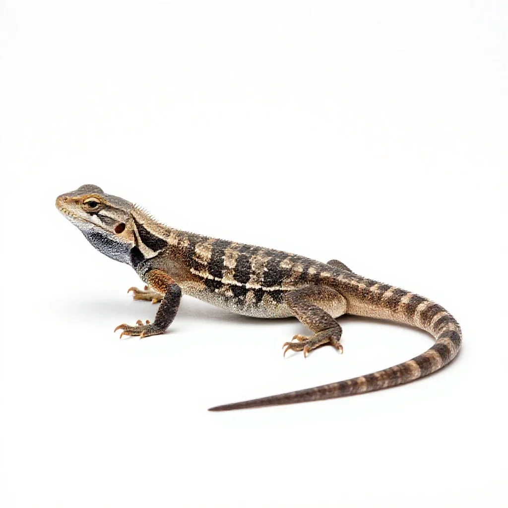 Side-blotched lizard isolated on a white background