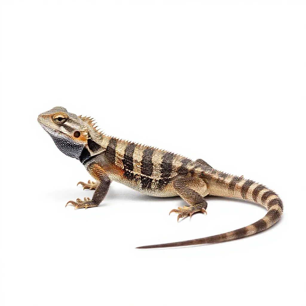 Spiny lizard isolated on a white background