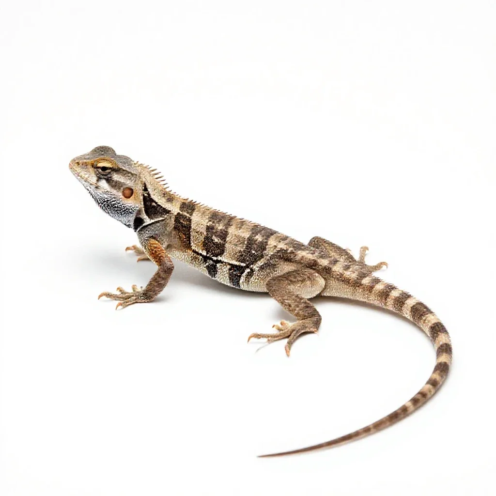 Tree lizard isolated on a white background