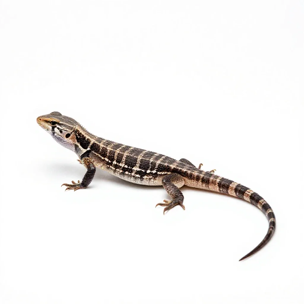 Zebra-tailed lizard isolated on a white background