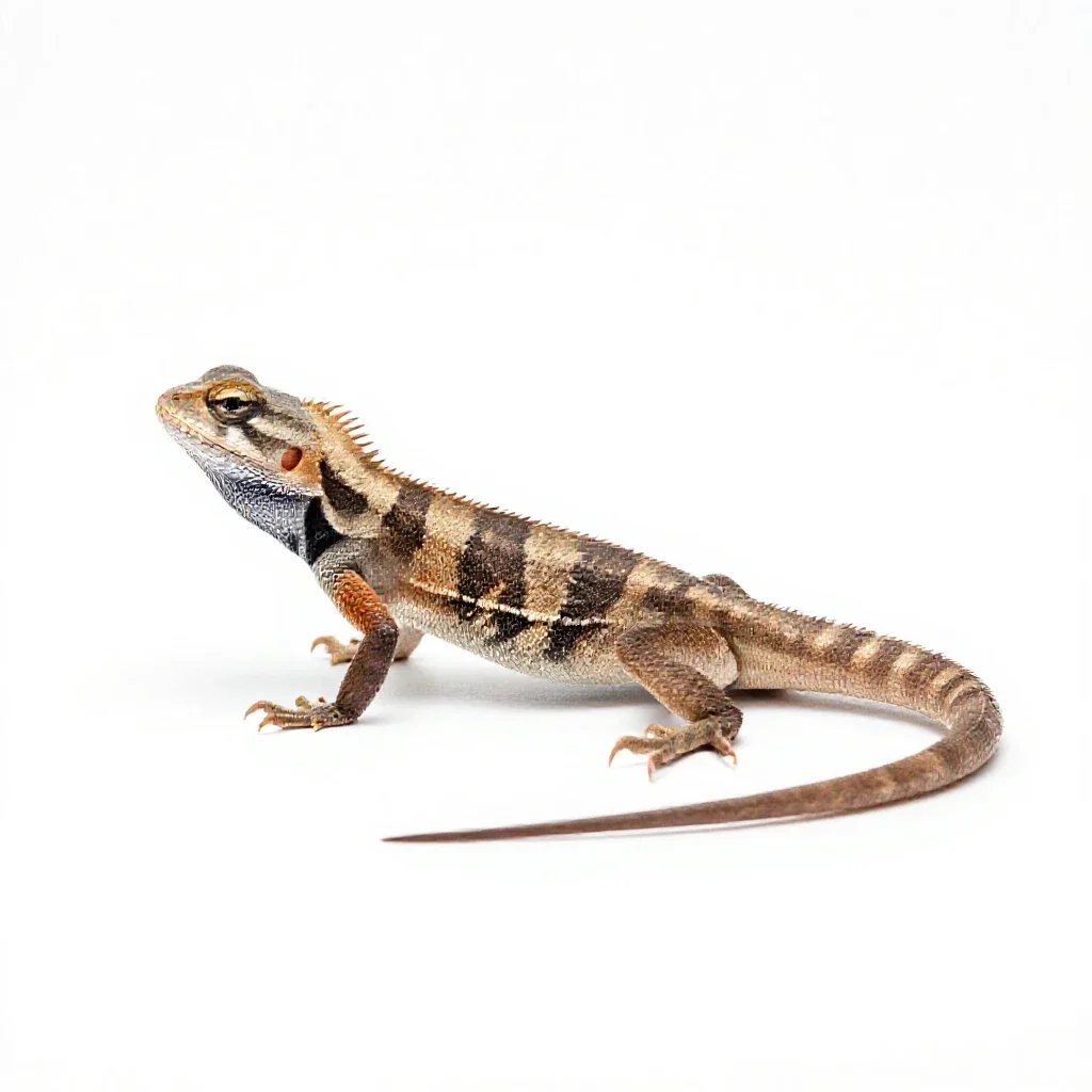 Agama isolated on a white background