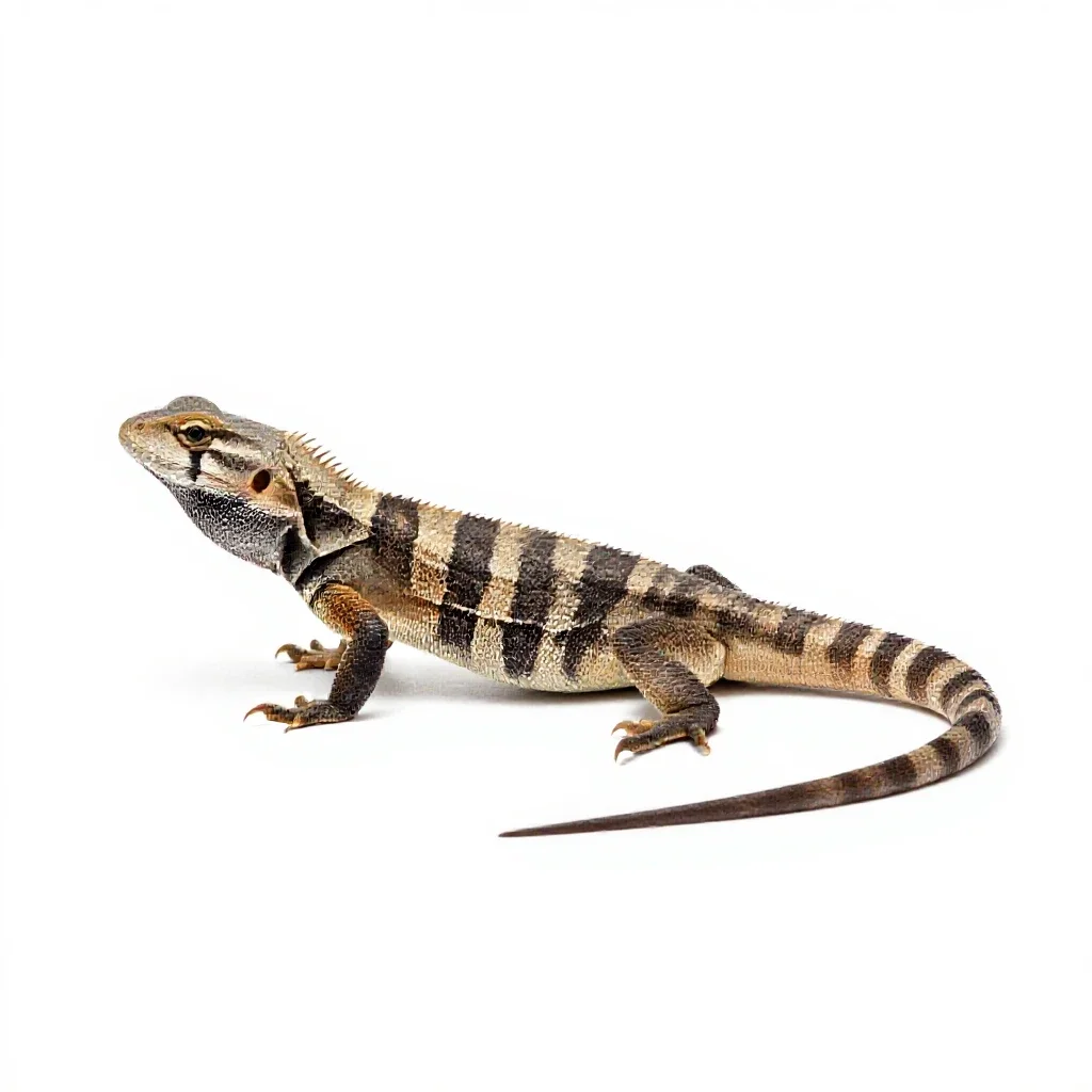 Agamid isolated on a white background