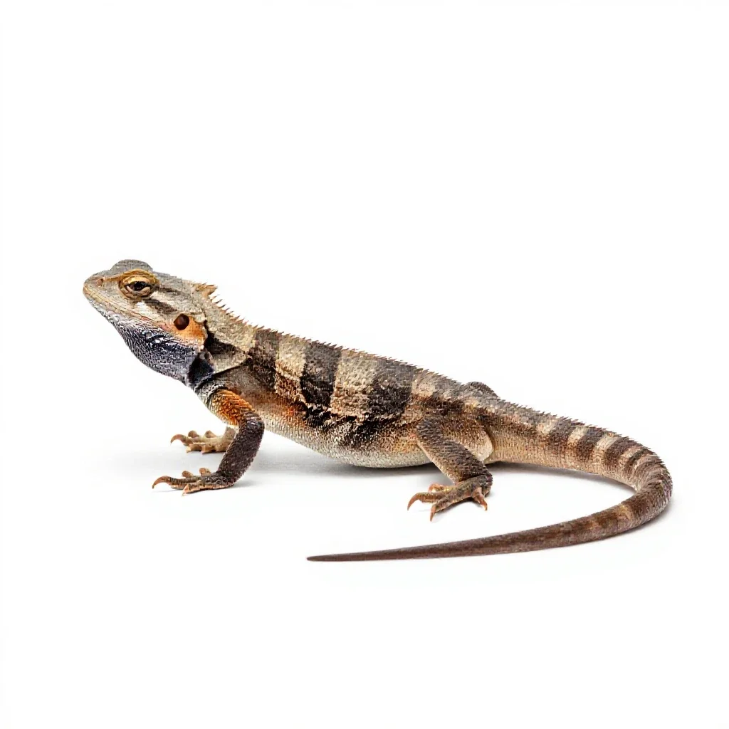 Earless lizard isolated on a white background
