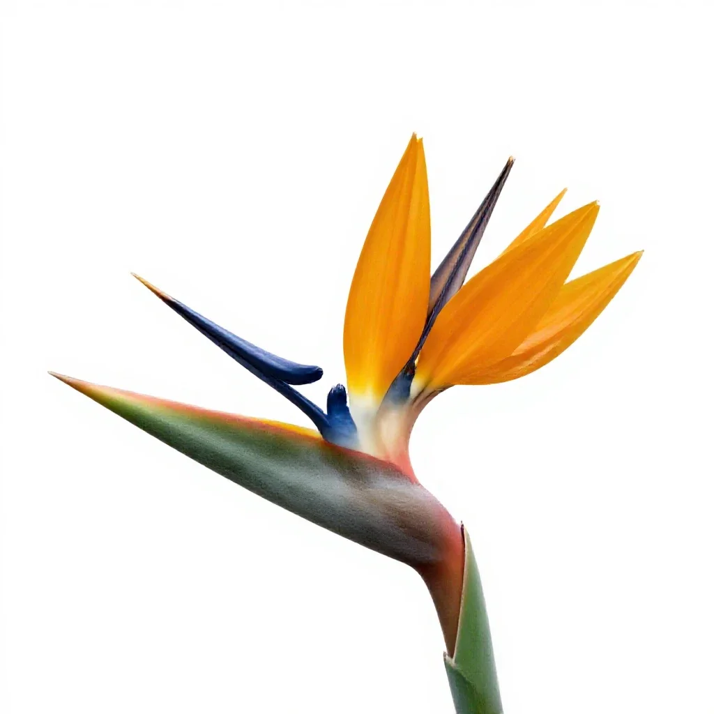 Bird of paradise flower isolated on a white background