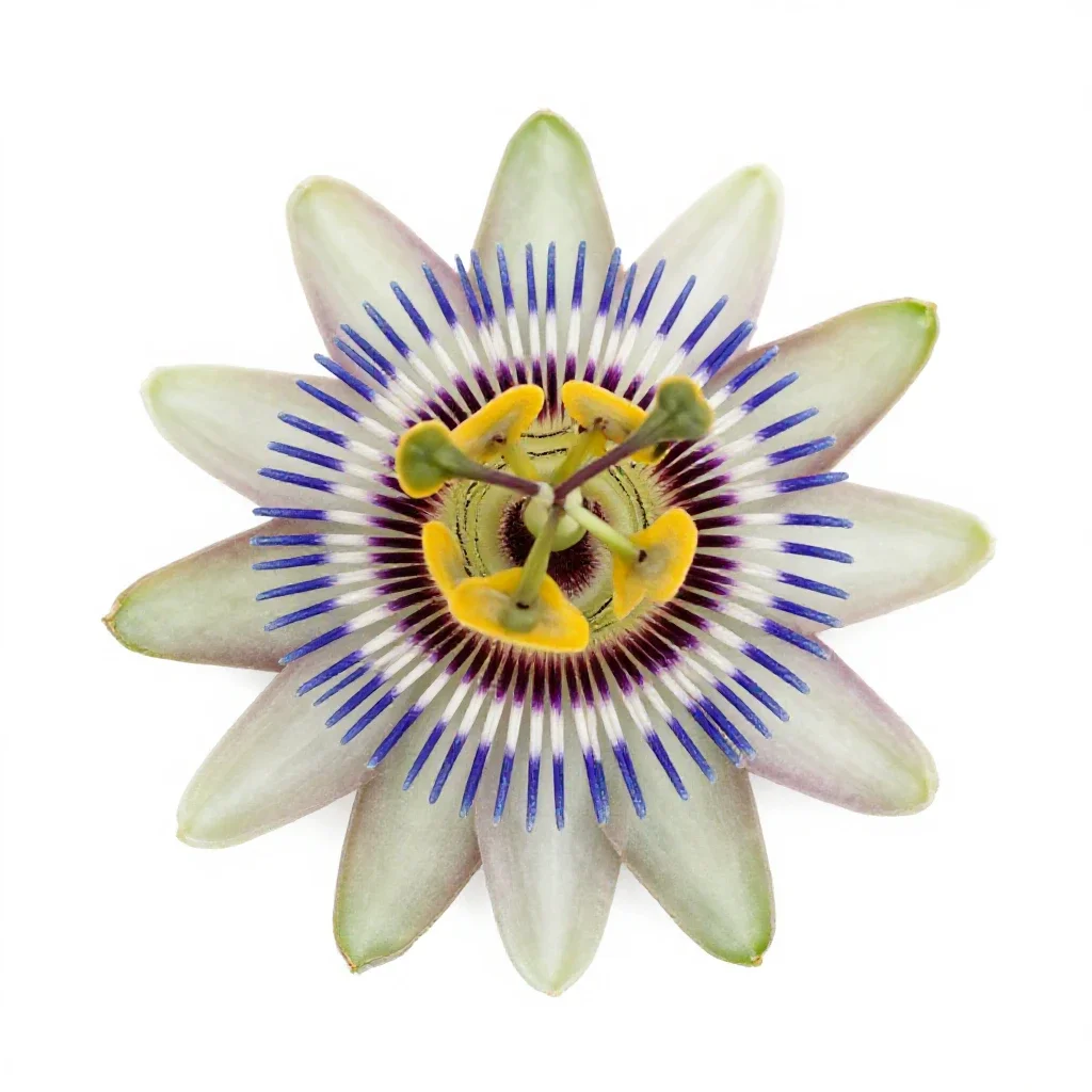 Passionflower isolated on a white background