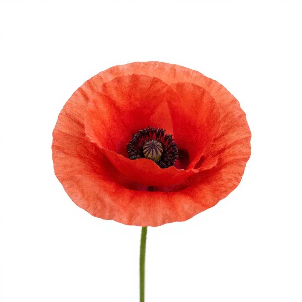 Poppy isolated on a white background
