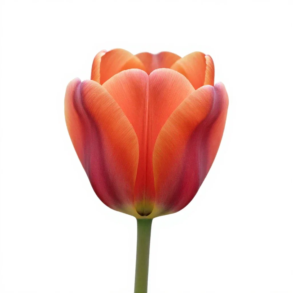 Tulip isolated on a white background