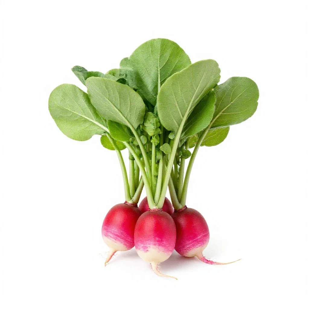 Bunch of radishes with tops isolated on a white background