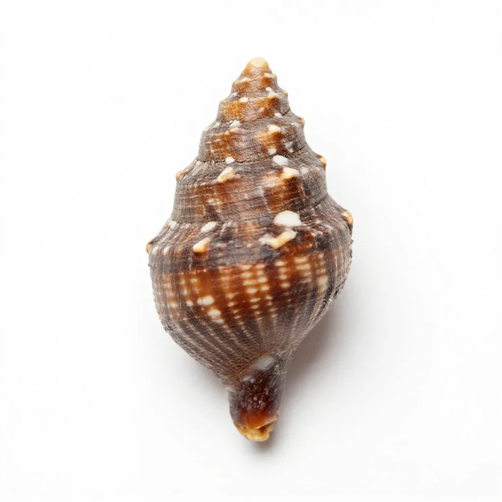 Phragmocone isolated on a white background