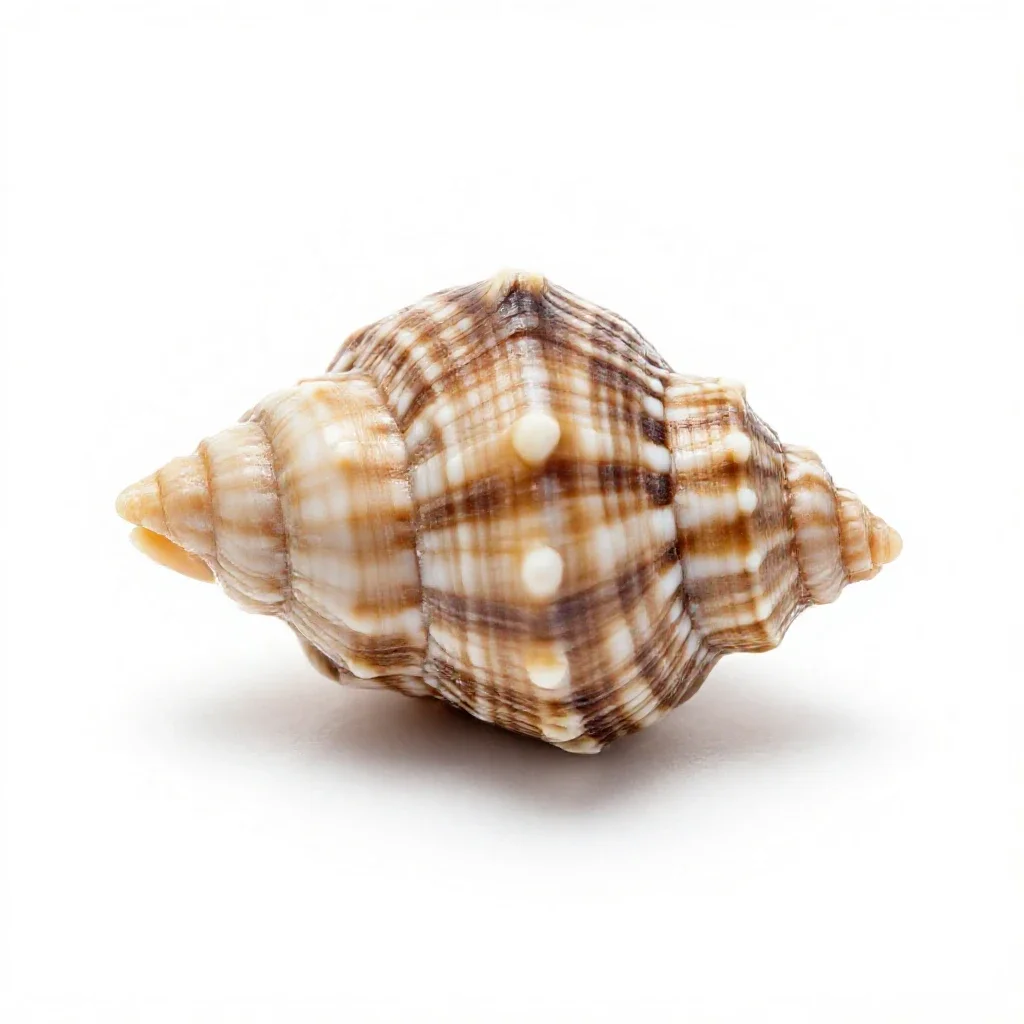 Shell isolated on a white background