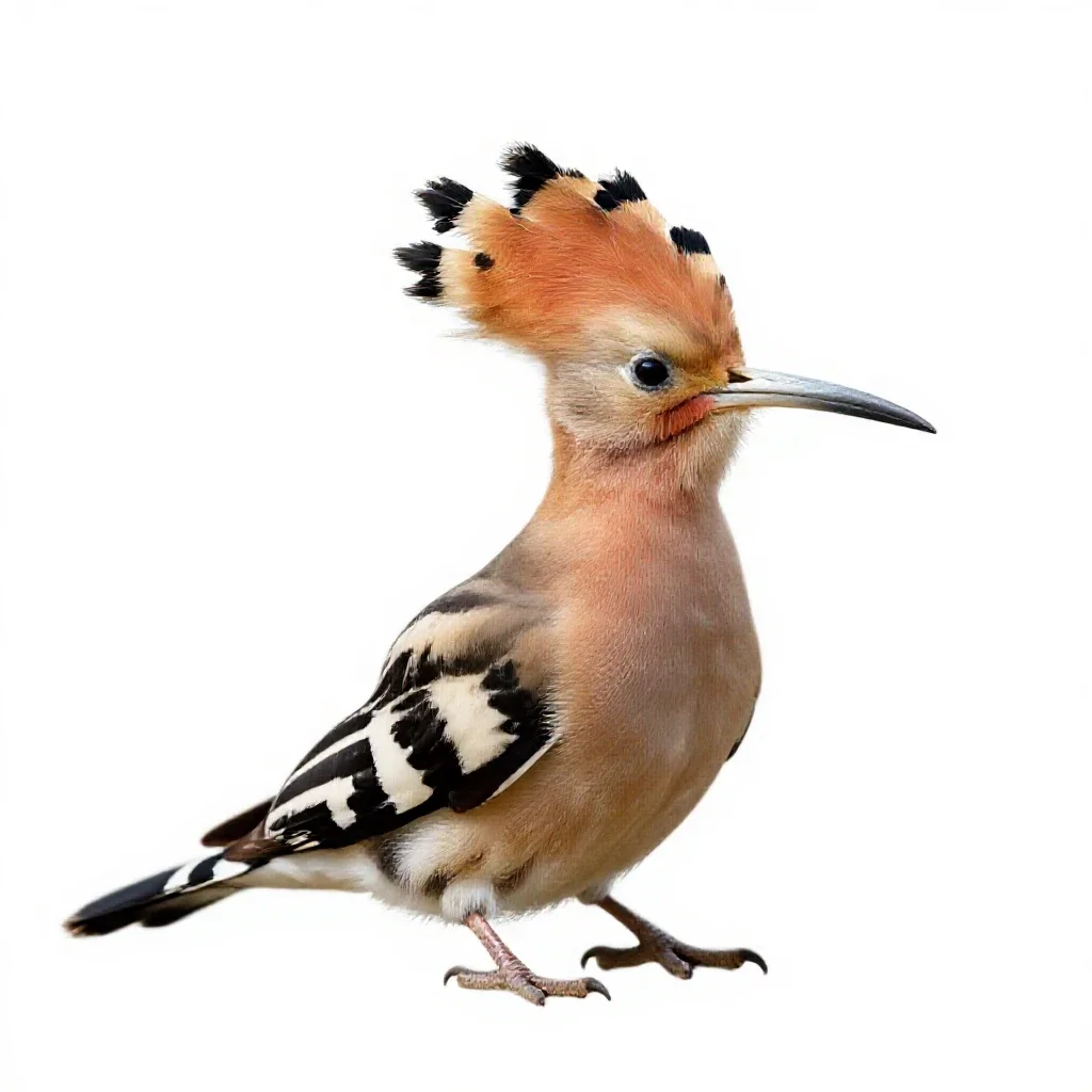 Hoopoe with its crest raised isolated on a white background