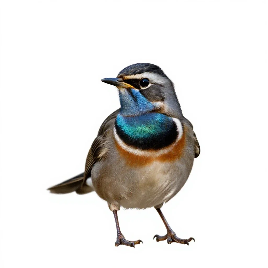 Tui with an iridescent throat isolated on a white background
