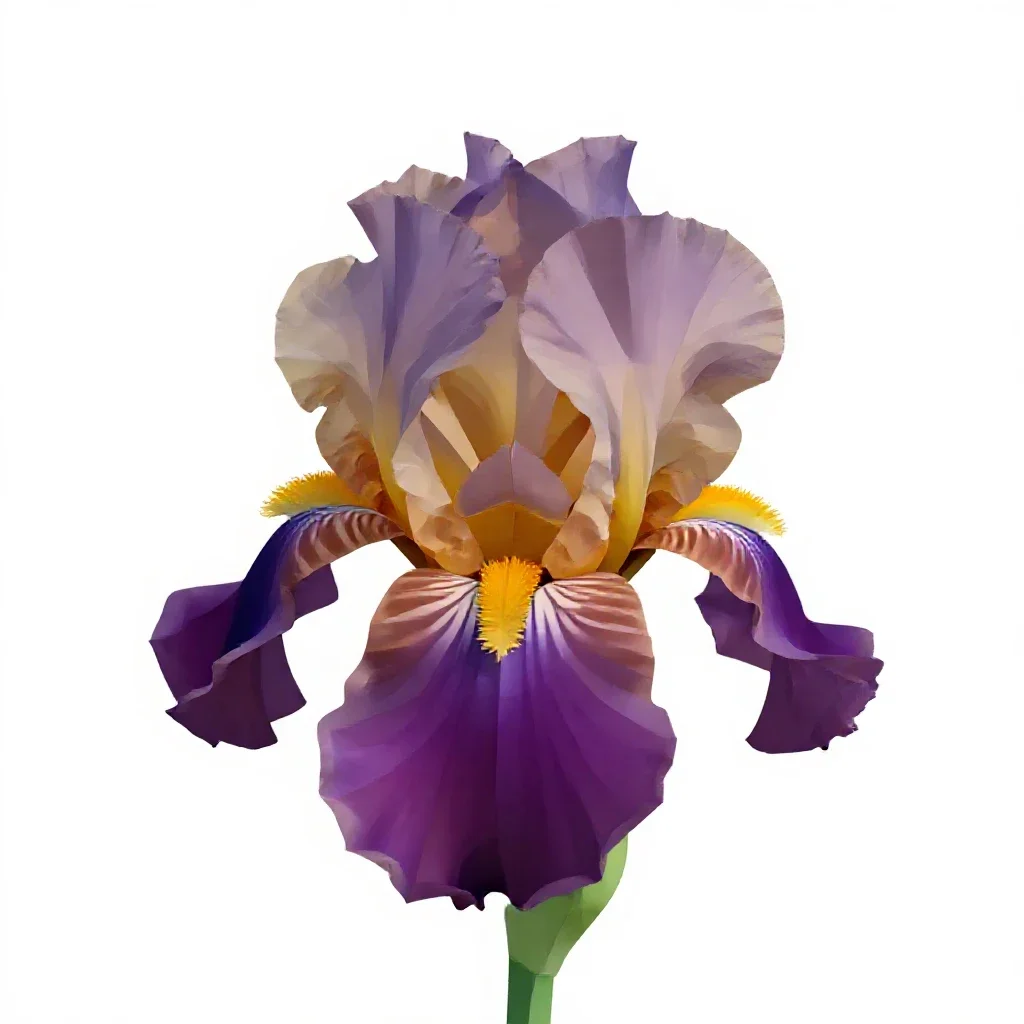 Iris isolated on a white background