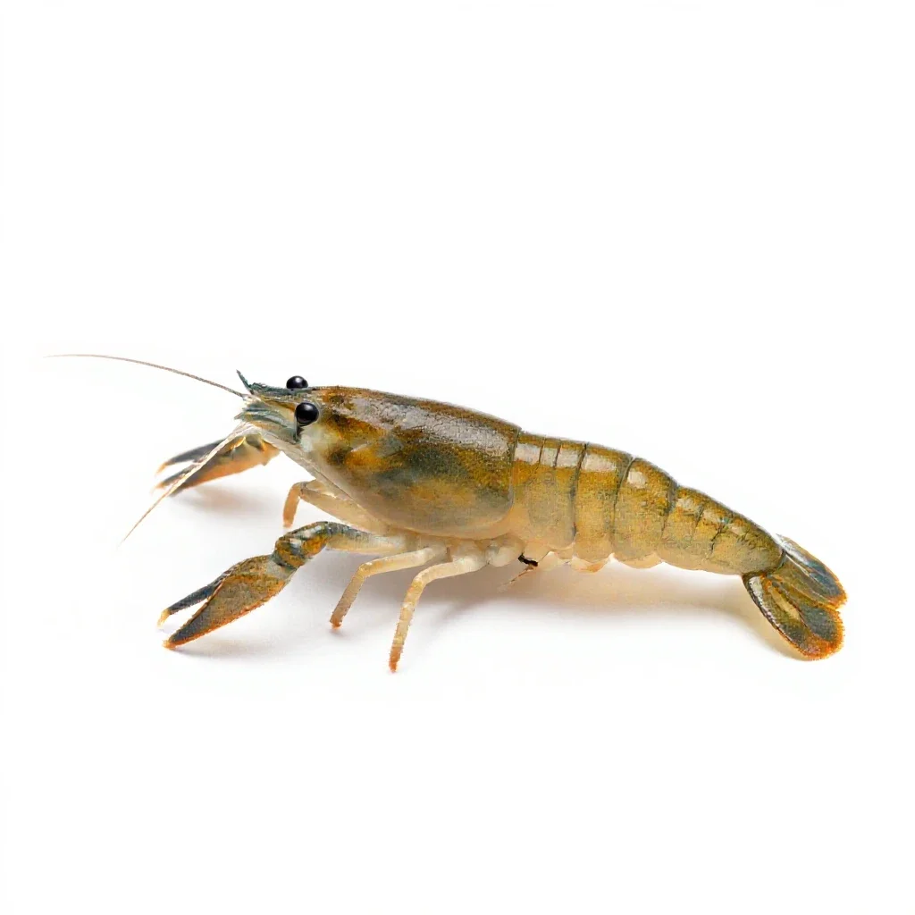 Brine shrimp isolated on a white background