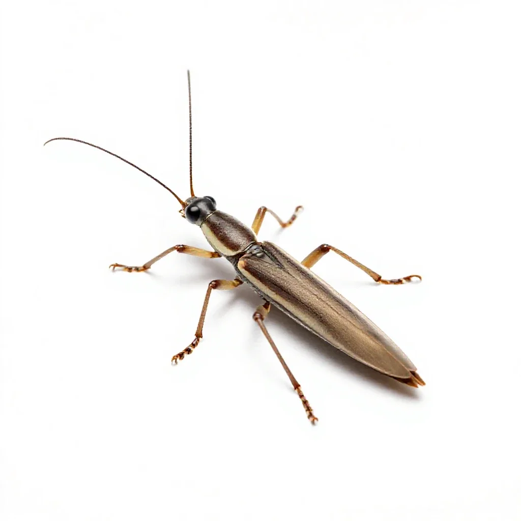 Stick insect isolated on a white background