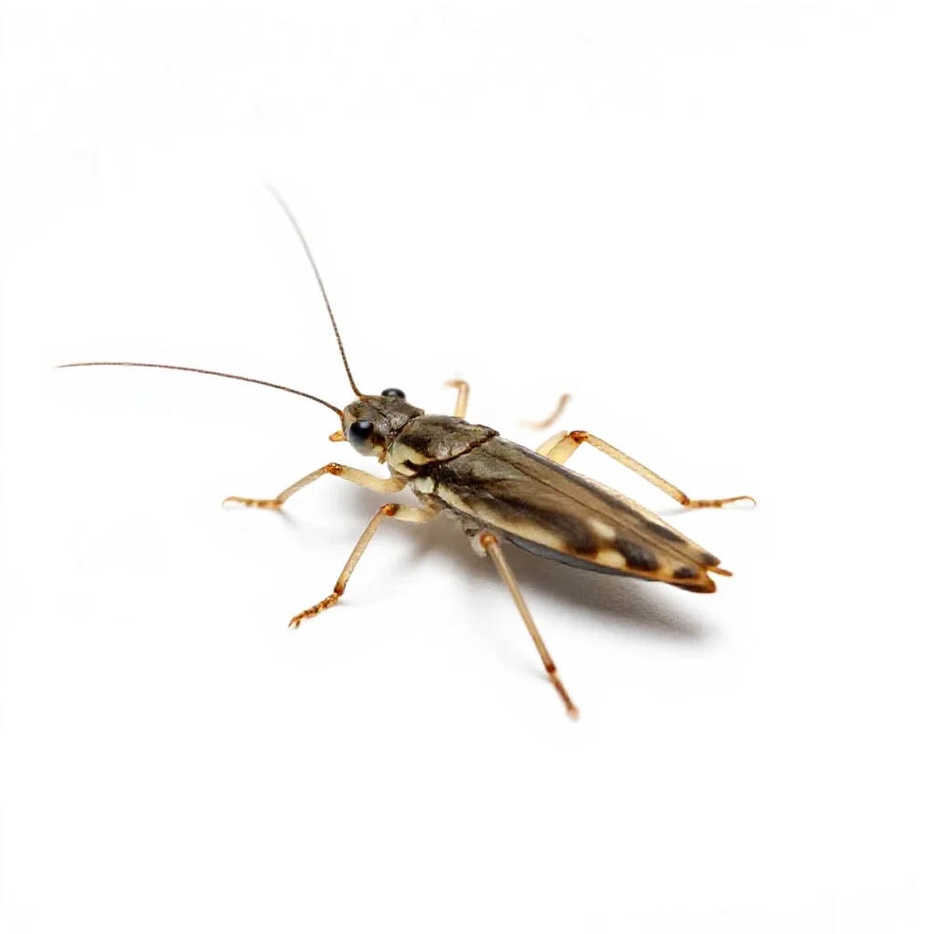 Water strider isolated on a white background