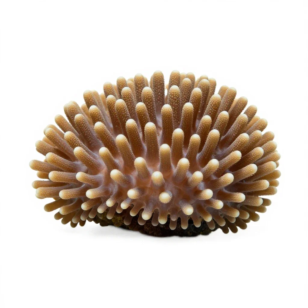 Coral polyp colony isolated on a white background