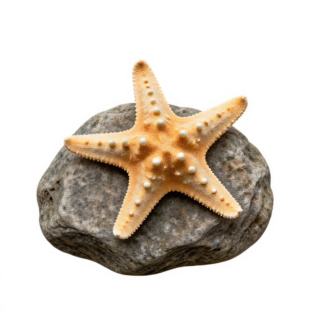 Starfish on rock isolated on a white background