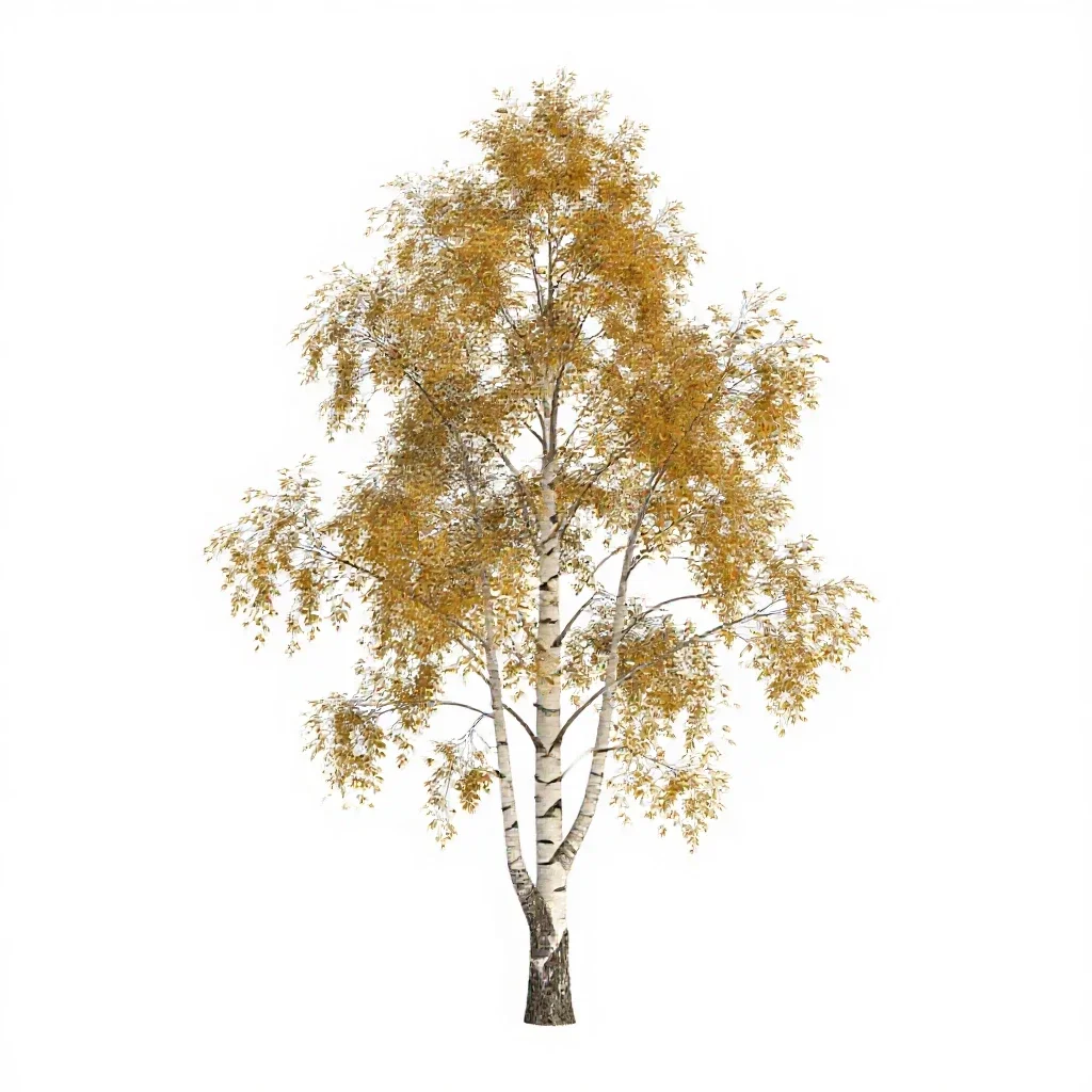 Silver birch stand isolated on a white background