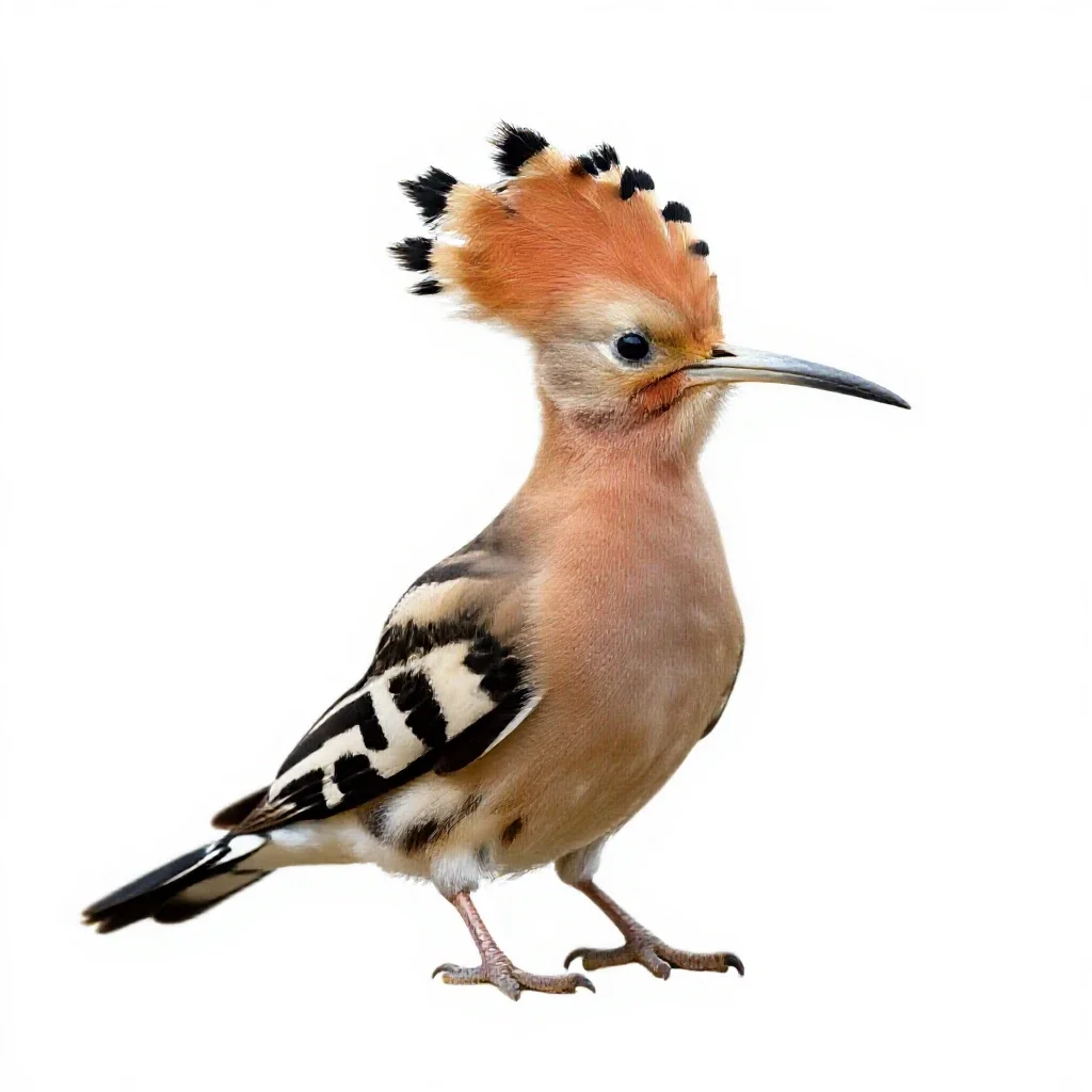 Hoopoe with its crest raised isolated on a white background