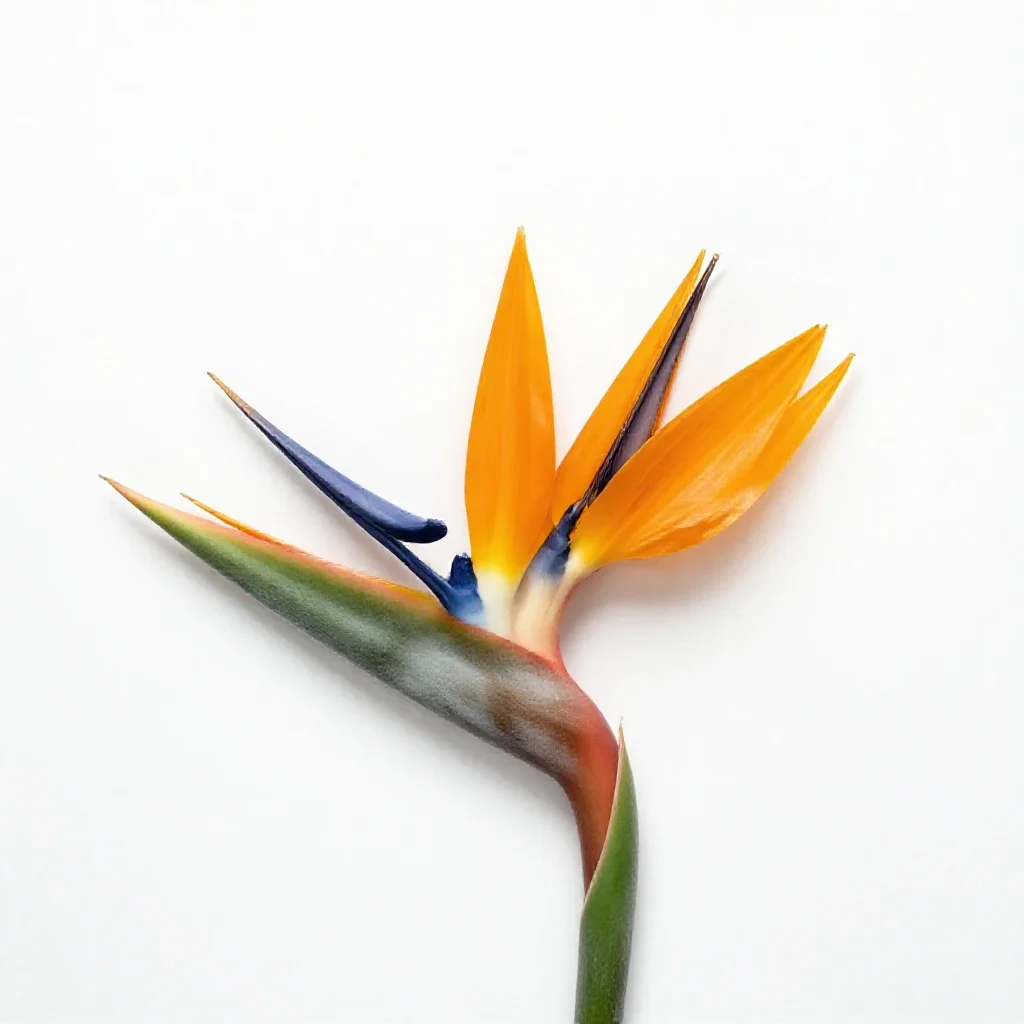 Bird of paradise flower isolated on a white background