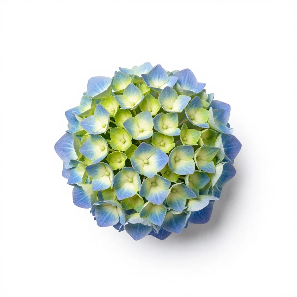 Hydrangea head isolated on a white background