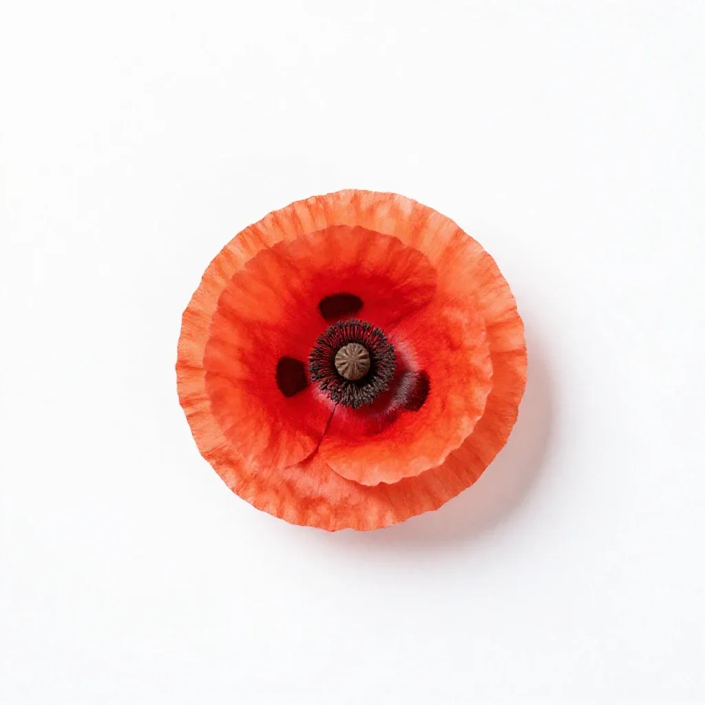 Poppy isolated on a white background
