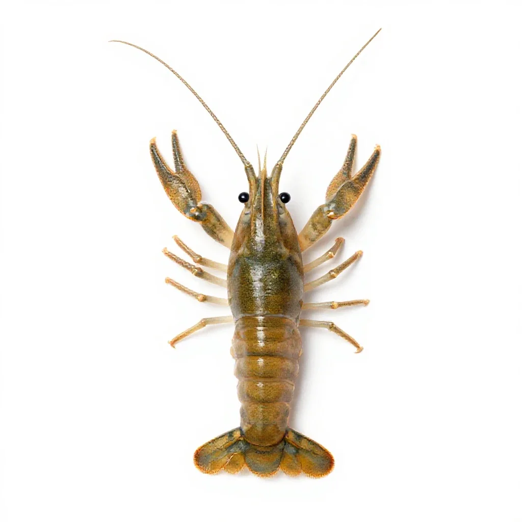 Brine shrimp isolated on a white background