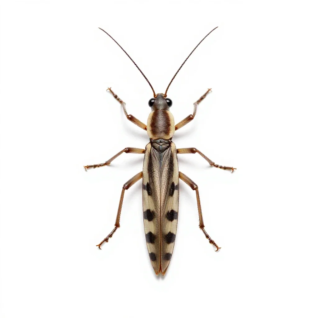 Stick insect isolated on a white background