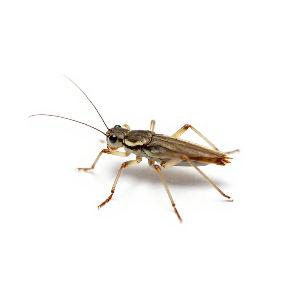 Water strider isolated on a white background