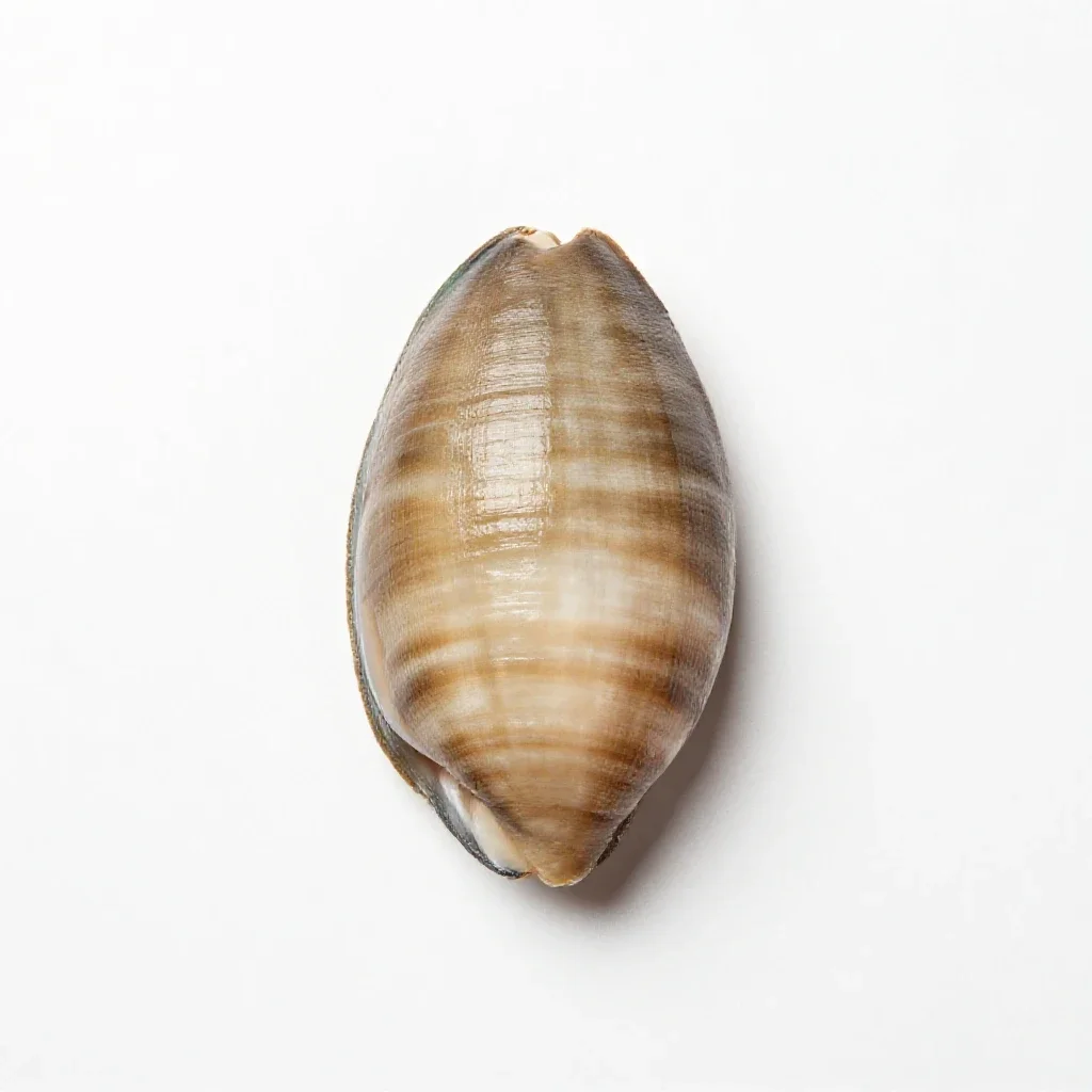 Paua shell isolated on a white background