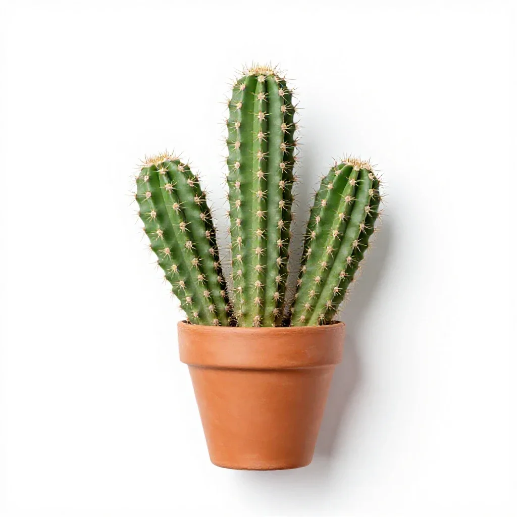 Cactus cluster in terracotta isolated on a white background