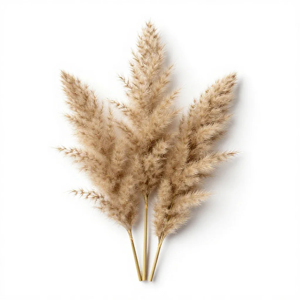 Pampas grass plume isolated on a white background