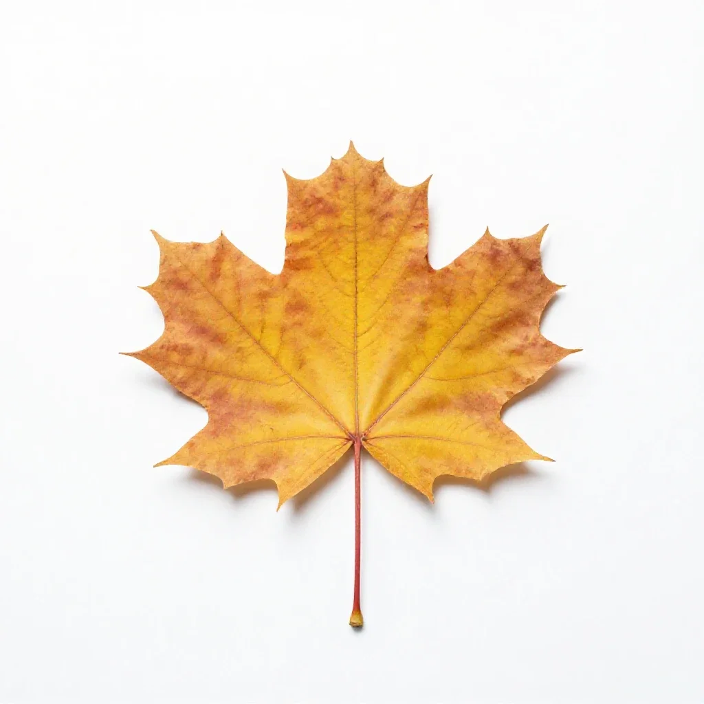 Autumn maple branch isolated on a white background