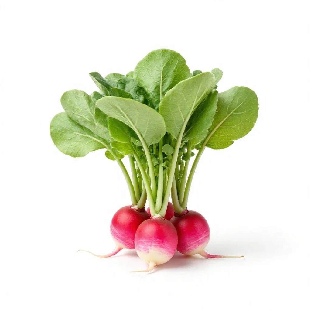 Bunch of radishes with tops isolated on a white background