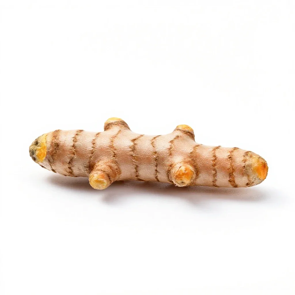 Turmeric root isolated on a white background