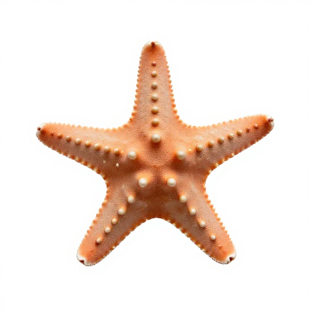 Brittle star isolated on a white background