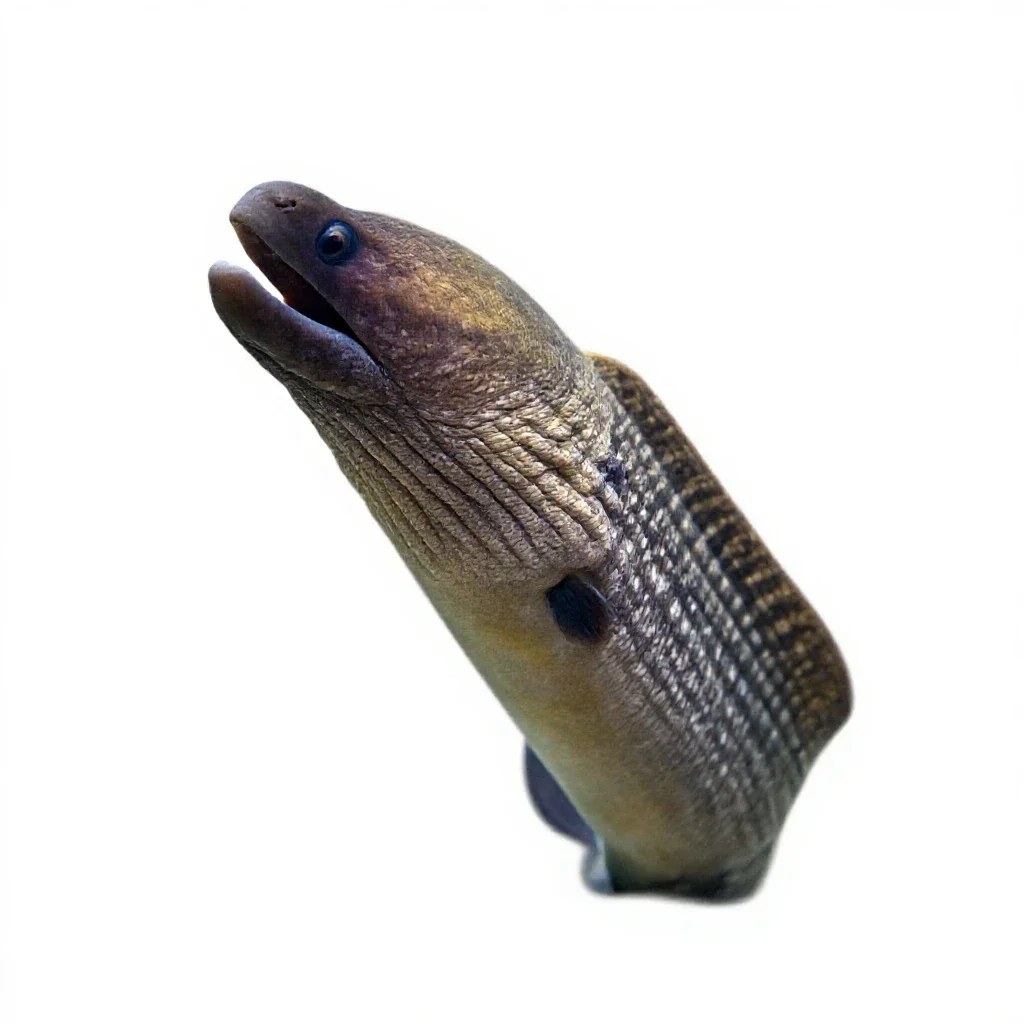Moray eel isolated on a white background