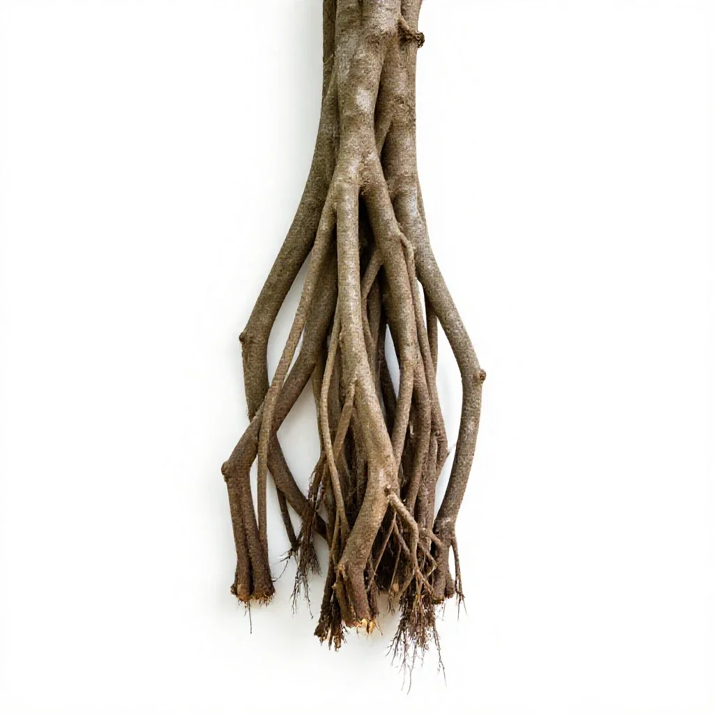 Banyan with aerial roots isolated on a white background