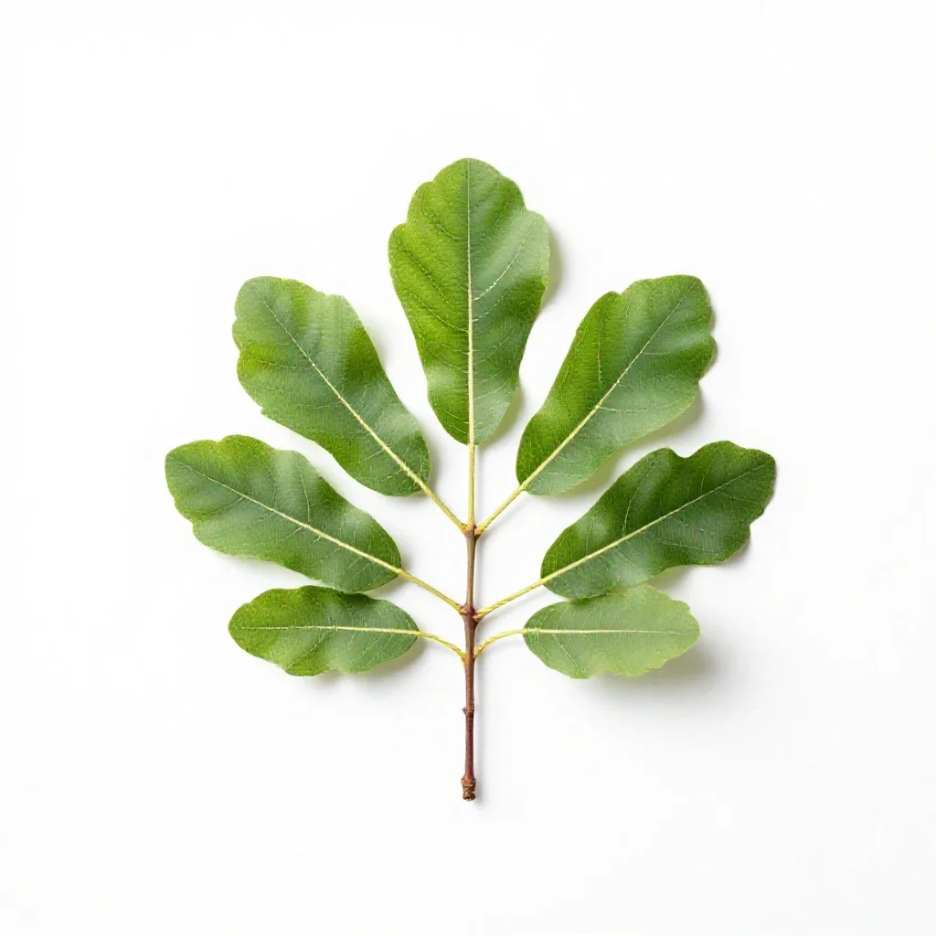 Fig tree with fruit isolated on a white background