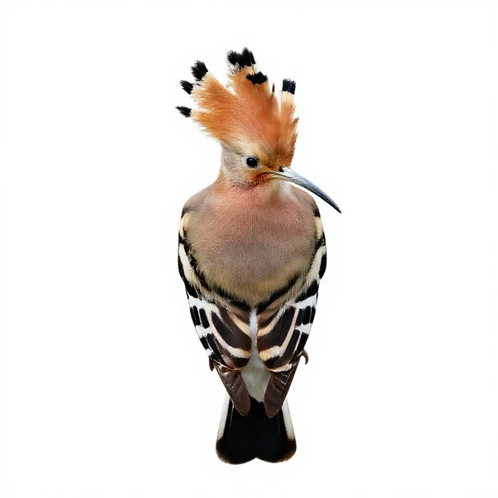 Hoopoe with its crest raised isolated on a white background
