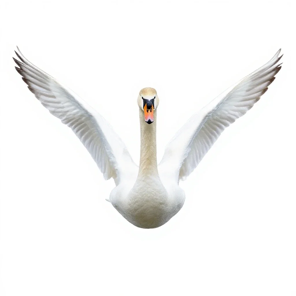 Swan gliding isolated on a white background
