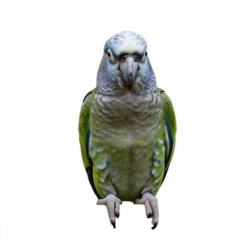 Kea parrot isolated on a white background